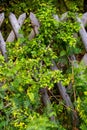 Flowered Fence