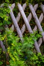 Flowered Fence Royalty Free Stock Photo