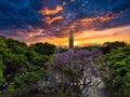 flowered jacaranda tree in Plaza San MartÃÂ­n Royalty Free Stock Photo