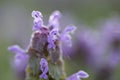 Magic flowers red dead nettle Lamium purpureum in the morning dew.