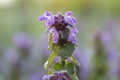 Magic flowers red dead nettle Lamium purpureum in the morning dew.