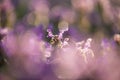 Magic flowers red dead nettle Lamium purpureum in the morning dew.