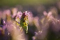 Magic flowers red dead nettle Lamium purpureum in the morning dew.