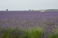 Flowered lavender field in Provence France