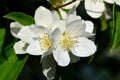 Flowered mock-orange (Philadelphus) Royalty Free Stock Photo