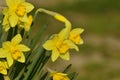 Flowered narcissus