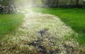 flowered path across the green grassy meadow