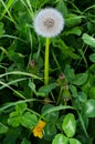 A flowered plant called Dandelion.