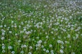 A flowered plant called Dandelion.