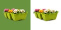 Flowered Primroses plants in plastic green pots. Flowers front view isolated on white and green background. Spring, gardening and