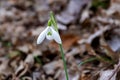 Flowered snowdrop, green stem and white flower