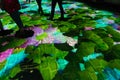 Flowered street in Aarhus during the Flower Power program