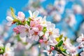 Flowered Tree with Blue Sky Royalty Free Stock Photo