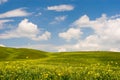 Flowered Tuscan Landscape