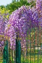 Flowered wisteria in garden Royalty Free Stock Photo