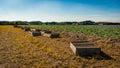 Egmond-binnen, the Netherlands - april 2016: Wooden harvest crates lay lined up at the edge of a bulbs field of grape hyacinths