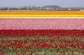 Flowerfields in Holland Royalty Free Stock Photo