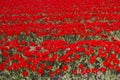 Flowerfields in Holland Royalty Free Stock Photo