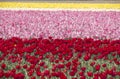Flowerfields in Holland Royalty Free Stock Photo