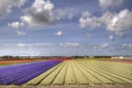 Flowerfields in Holland Royalty Free Stock Photo