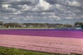 Flowerfields in Holland Royalty Free Stock Photo