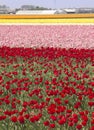 Flowerfields in Holland Royalty Free Stock Photo