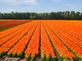 Flowerfields in various colors in The Netherlands Royalty Free Stock Photo