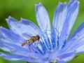 Flowerfly Eating Pollen On A Blue Flower Royalty Free Stock Photo