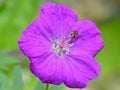 Flowerfly On Geranium Royalty Free Stock Photo