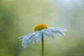 Single Daisy - Beauty with Sexy Center Royalty Free Stock Photo