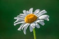 Single Daisy Bloom - White Petals and Dark Background Royalty Free Stock Photo