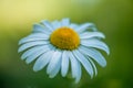 Single Ox Eye Daisy - White Petals and Sexy Yellow Center Royalty Free Stock Photo