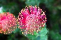 Flowerhead of a Hakea - Australian Native Flower Royalty Free Stock Photo