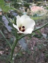 Flowerhead of ladyfinger plant