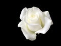 flowerhead of one beautiful white rose