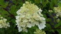 Hydrangea paniculata `Vanille Fraise`