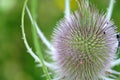 Flowerhead of a wild teasel