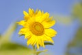 Flowerhead of a yellow sunflower against  blue sky Royalty Free Stock Photo