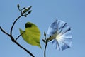 Flowerheads of celestial-blue color Royalty Free Stock Photo