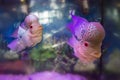 Flowerhorn cichlid aquarium fish.