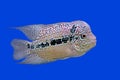 Flowerhorn cichlid or cichlasoma fish Royalty Free Stock Photo