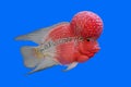 Flowerhorn cichlid or cichlasoma fish Royalty Free Stock Photo