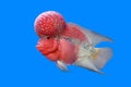 Flowerhorn cichlid or cichlasoma fish