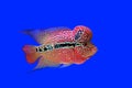 Flowerhorn cichlid or cichlasoma fish Royalty Free Stock Photo