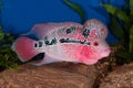 Flowerhorn fish in aquarium