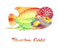 Flowerhorn cichlid fish