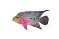 Flowerhorn Crossbreed Fish