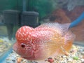 Flowerhorn Fish 0002