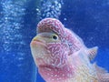 Flowerhorn fish in blue aquarium