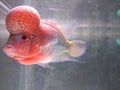 Flowerhorn fish Male in aquarium